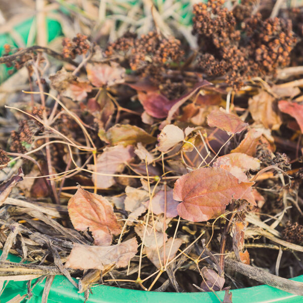 yard waste - leaves, branches, trimmings